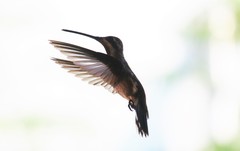 Heliomaster constantii