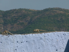 Funambulus pennantii