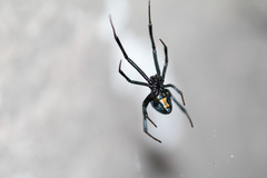 Latrodectus mactans