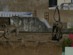 Semnopithecus entellus