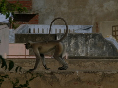 Semnopithecus entellus