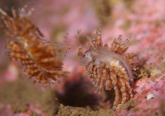 Eubranchus vittatus