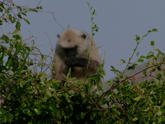Semnopithecus entellus