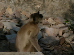 Semnopithecus entellus