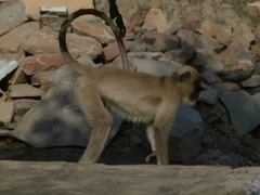 Semnopithecus entellus