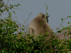 Semnopithecus entellus