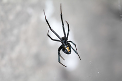 Latrodectus mactans