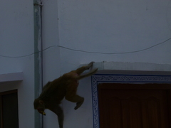 Macaca mulatta