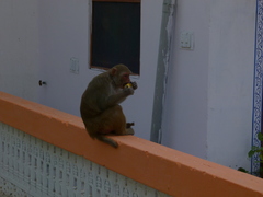 Macaca mulatta