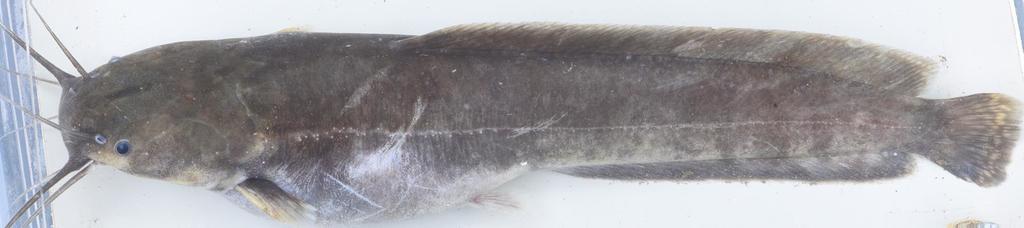 Blotched Catfish