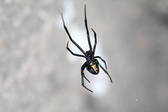 Latrodectus mactans