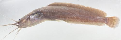 Forest catfish (Clarias buthupogon) — Clariidae — 2