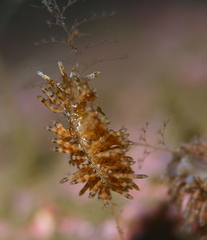 Eubranchus vittatus