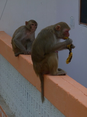 Macaca mulatta