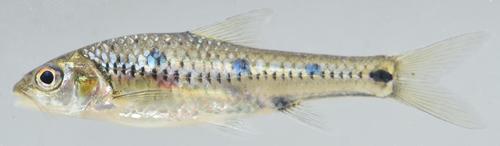 Line-spotted barb (Enteromius lineomaculatus) — Cyprinidae — 5