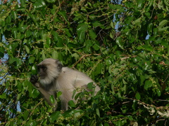 Semnopithecus entellus