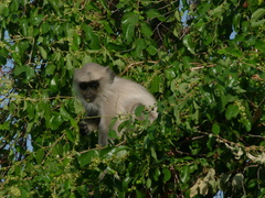 Semnopithecus entellus