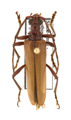 Centrodera decolorata