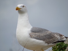 Larus michahellis