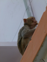 Macaca mulatta