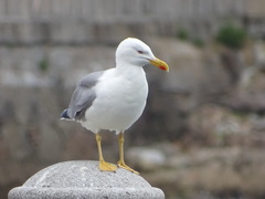 Larus michahellis