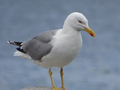 Larus michahellis