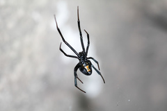 Latrodectus mactans