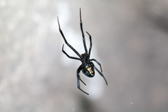 Latrodectus mactans