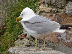 Larus michahellis