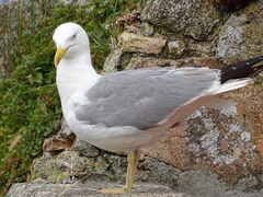 Larus michahellis