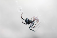 Latrodectus mactans