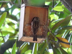 Passer domesticus