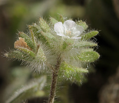 Phacelia cryptantha
