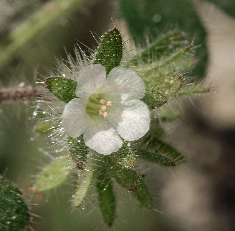 Phacelia cryptantha