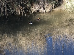 Lophodytes cucullatus