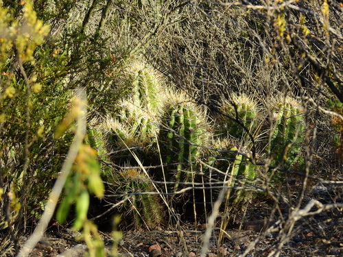 Soehrensia candicans