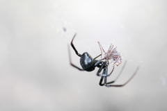 Latrodectus mactans