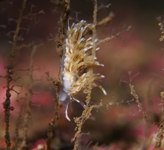 Rubramoena rubescens