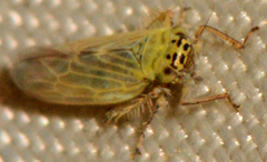 Macrosteles quadrilineatus