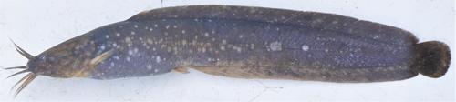 Marbled airbreathing catfish (Clarias nigromarmoratus) — Clariidae