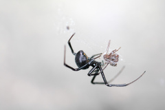 Latrodectus mactans