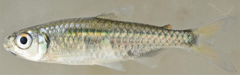 Slender tetra (Micralestes humilis) — Alestidae