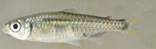 Slender tetra (Micralestes humilis) — Alestidae