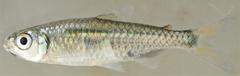Micralestes humilis
