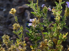 Glandularia mendocina