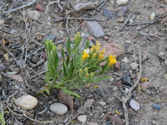 Trixis cacalioides