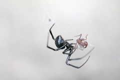 Latrodectus mactans