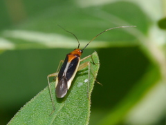 Ganocapsus filiformis