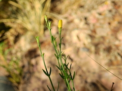 Menodora decemfida