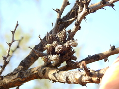 Tillandsia pedicellata